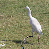 Little Egret