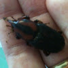 Giant Palmetto Weevil