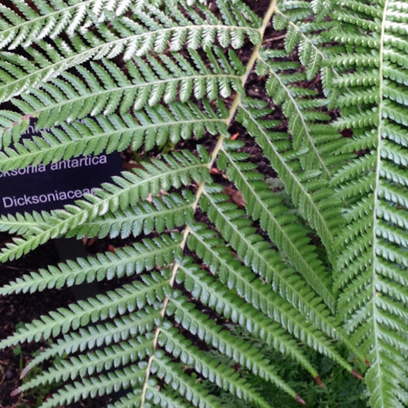 Tasmanian Tree Fern Project Noah