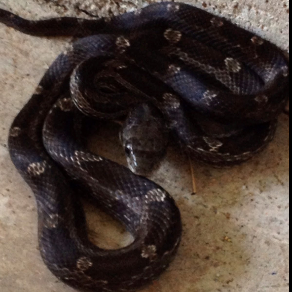 Black Rat Snake, juvenile