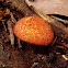 Gymnopilus ferruginosus