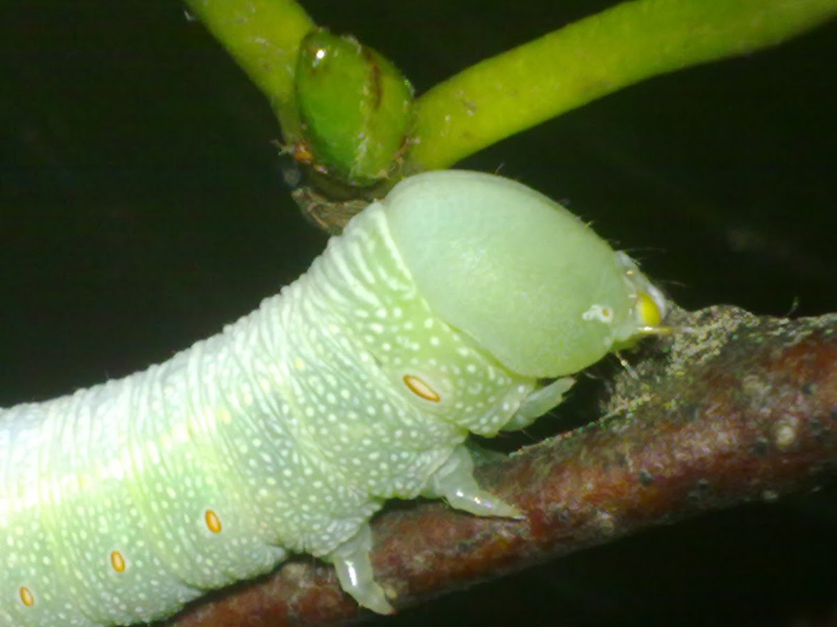 Nadata larvae