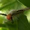 White-Marked Tussock Moth