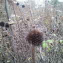 Pale Coneflower