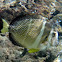 Whitespotted Surgeonfish