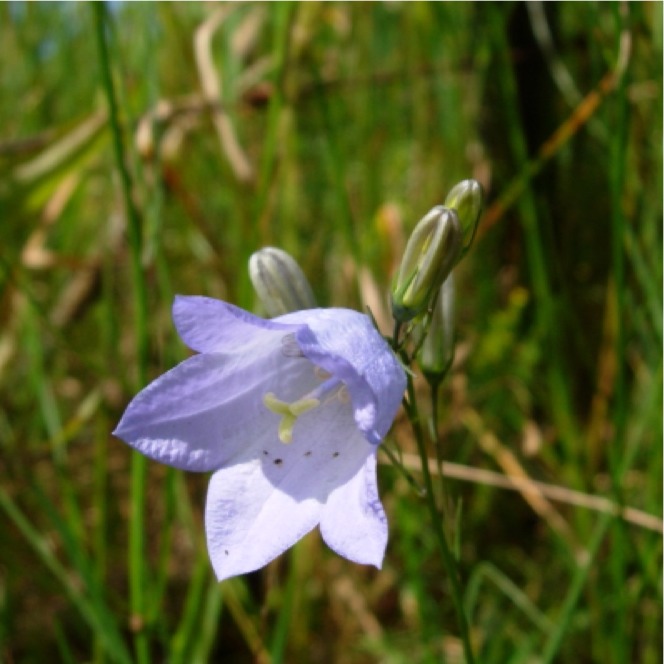 Campanilla. Harebell