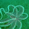Long Arm or White-V Octopus