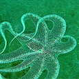 Cephalopod of Philippines