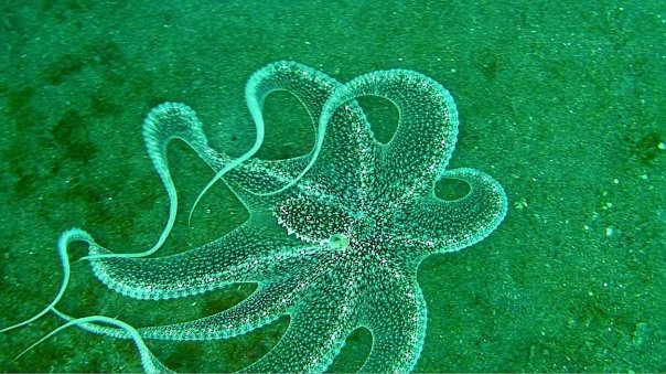 Long Arm or White-V Octopus