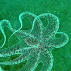 Long Arm or White-V Octopus