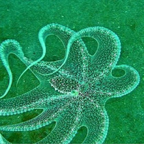 Cephalopod of Philippines