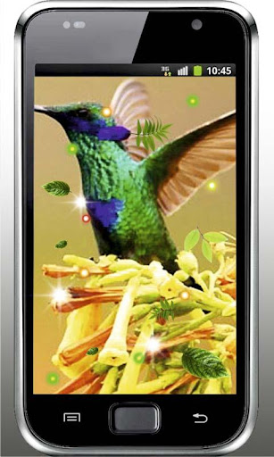 Colibri Voice live wallpaper