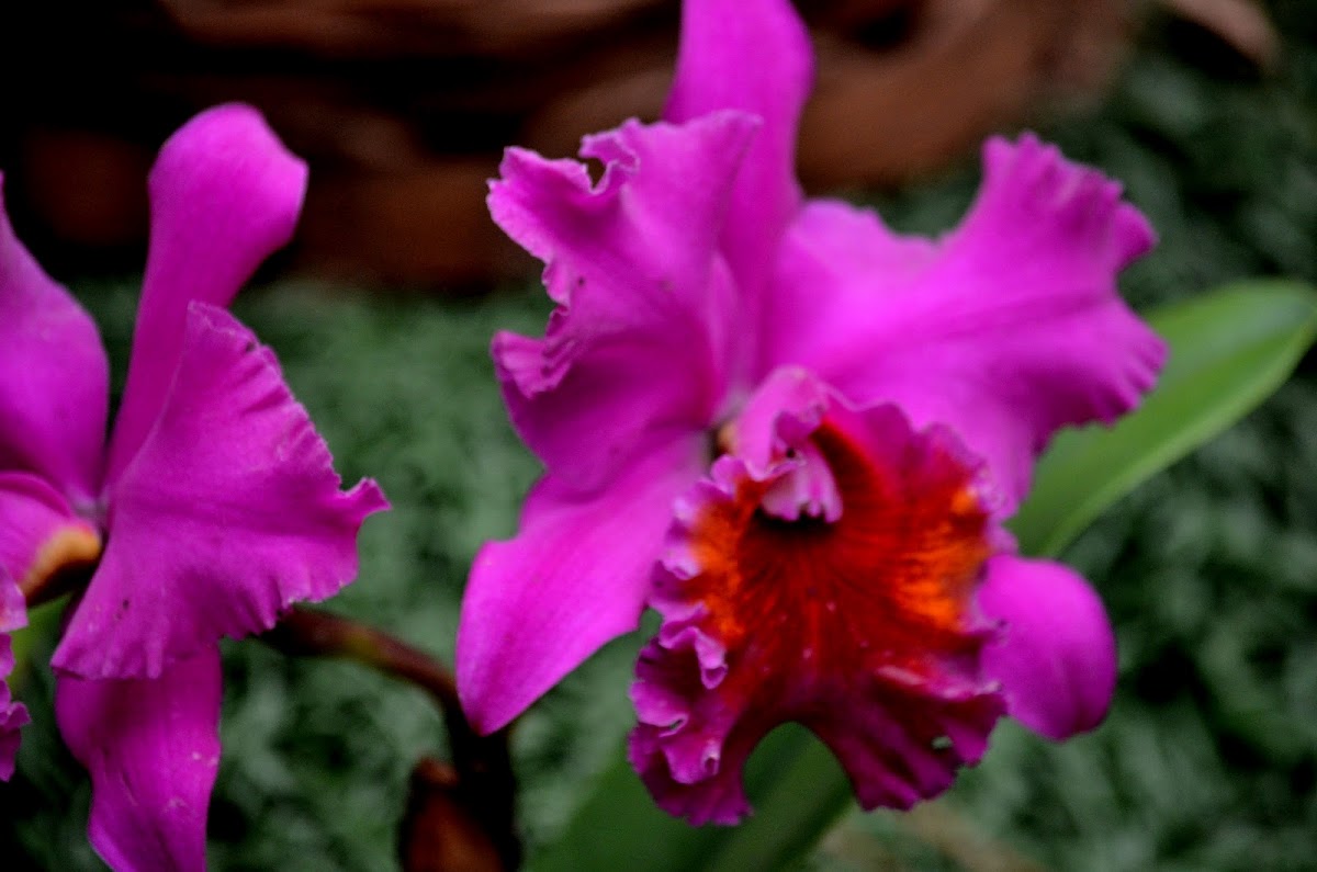 Orquídea Guarianthe híbrida