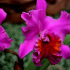 Orquídea Guarianthe híbrida