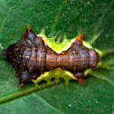 Slug Caterpillar