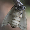 Gypsy Moth, female