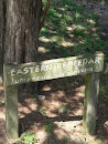 Eastern Red Cedar