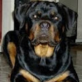 Cainele Rottweiler