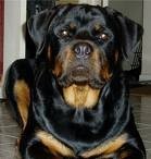 Rottweiler