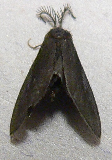 Nigrita Bagworm Moth
