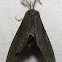 Nigrita Bagworm Moth