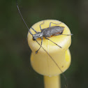 Northeastern Pine Sawyer Beetle