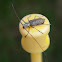 Northeastern Pine Sawyer Beetle