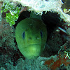 Green Moray Eel