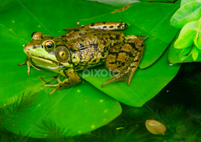 Prince by John Forrant - Animals Amphibians