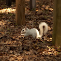 Leucistic eastern gray squirrel