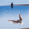 California Gull