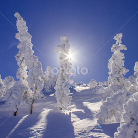 Snow White by Tracey Dolan - Landscapes Mountains & Hills