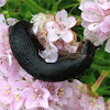 Large Black Slug