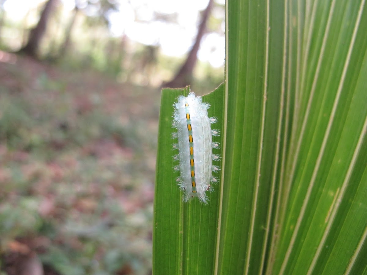 Stinging Nettle Slug Caterpillar, Cup Moth