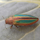 Buprestid Beetle