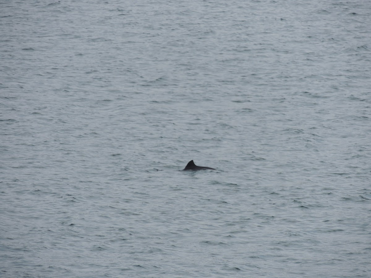 Harbour Porpoise