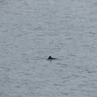 Harbour Porpoise