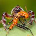 Northern Green Jumpimg spider ( Male )