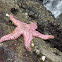 Pink Sea Star, Giant Pink Sea Star or Short-spined Sea Star