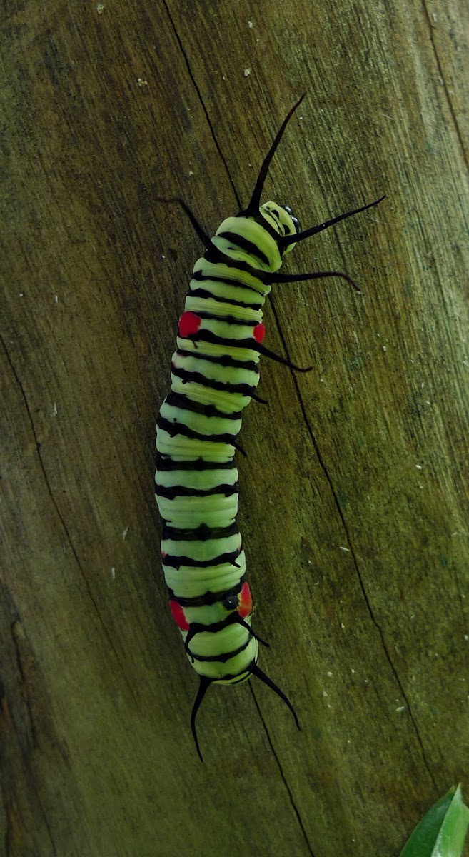 Romblon Caterpillar