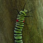 Romblon Caterpillar