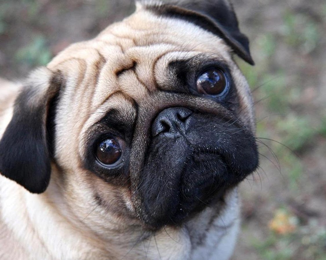 Pugs Wallpapers Apl Android Di Google Play