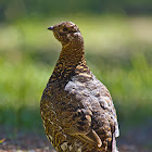 Willow Grouse