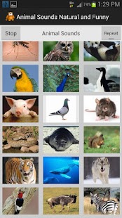 download Funny Animal Sounds free