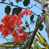 Paper Flower - Bougainvillea