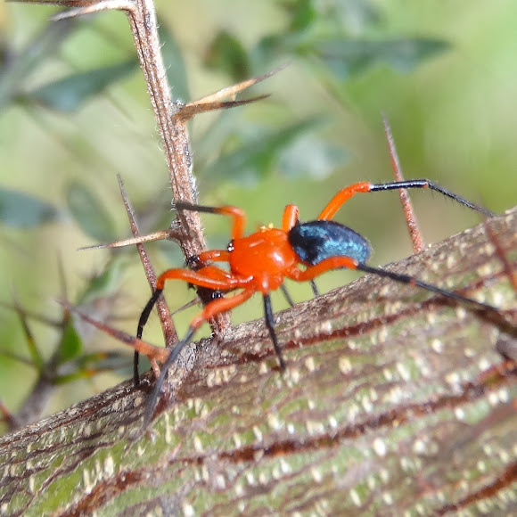 Red and black spider Project Noah