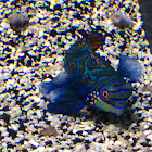 Mandarin dragonet