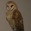 Barn Owl (male)