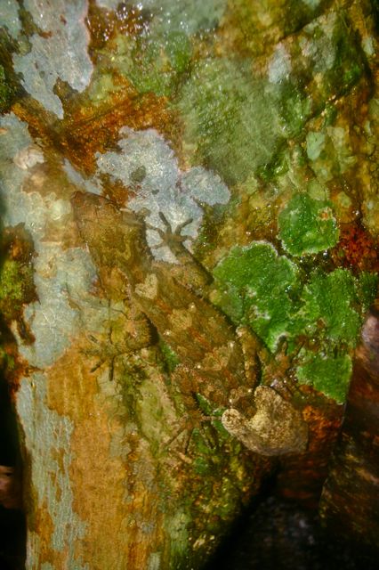 Leaf-Tailed gecko