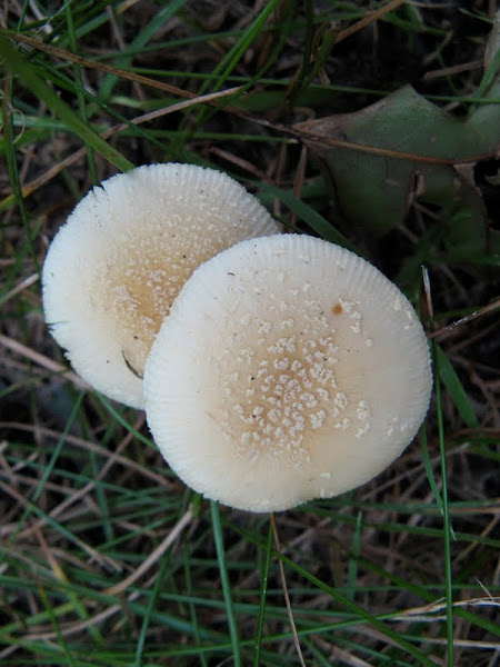 Amanita praecox, 2 of 2 | Project Noah